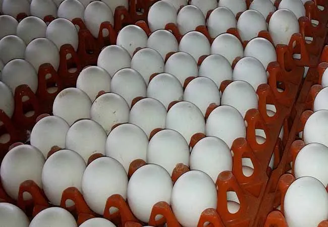 egg price low coronavirus and bird flu issues 