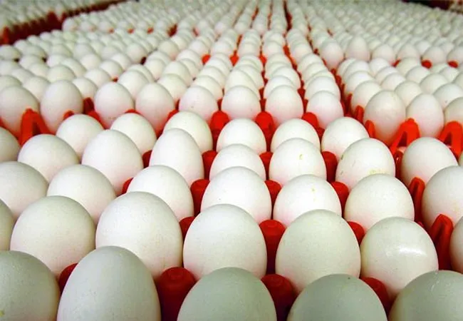 namakkal egg market price raised 