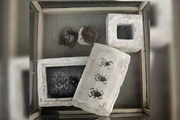 ee
