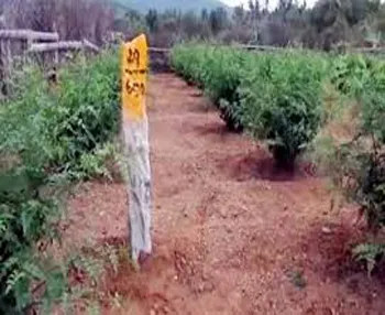 எ