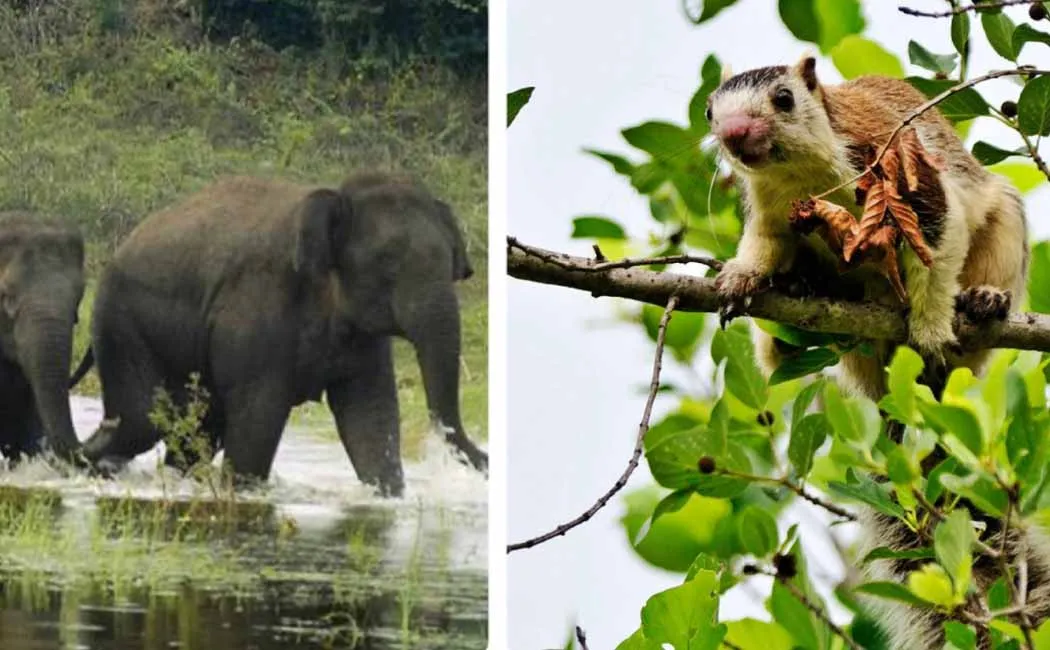 'Kaveri South Wildlife Sanctuary' - Chief Minister M.K.Stal's announcement!