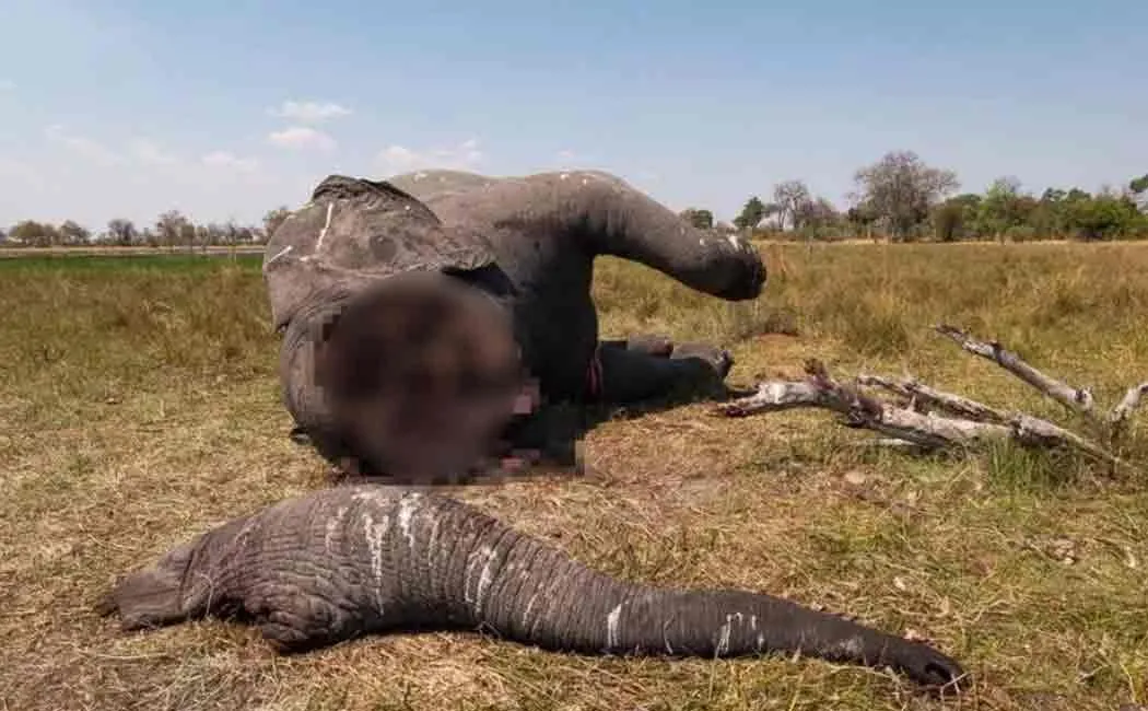 african elephants viral photo disconnection