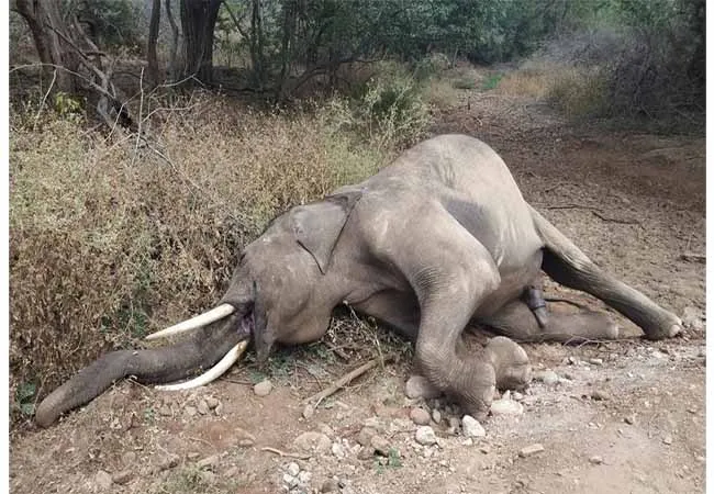 erode district sathyamangalam forest elephant incident 