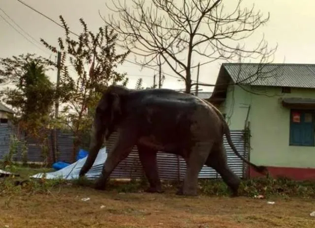 elephant 