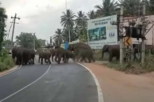 Coimbatore Thondamuthur elephant issue