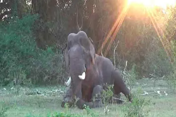 thalavadi elephant karuppan watches under cctv and surveillance by forest department