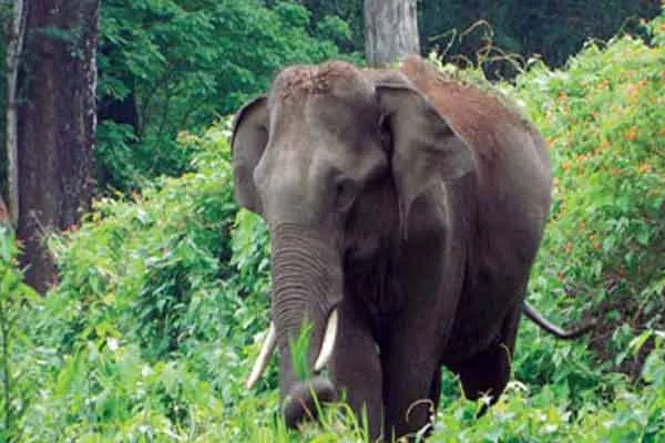 hosur farmers request to government crop insurance for elephant incident