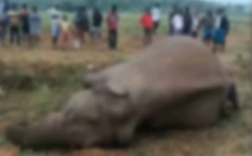 hosur elephant incident forest department enquiry for admk counsilor