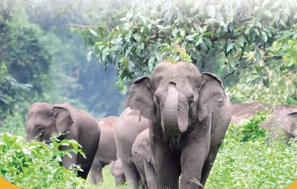 elephant chase