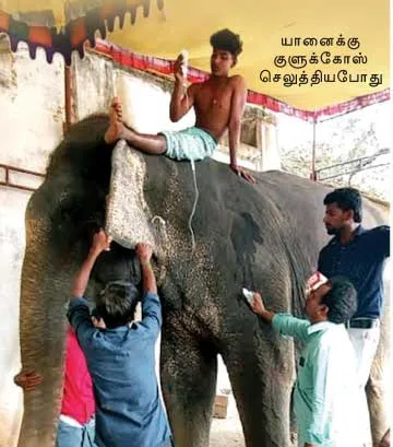 elephant