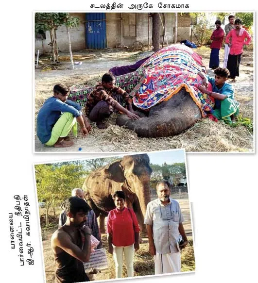 elephant
