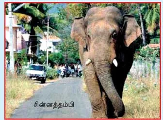 elephant