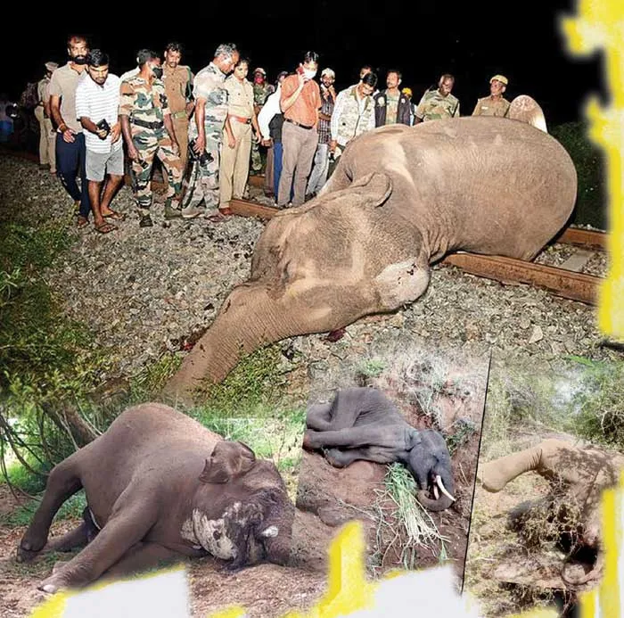 elephant