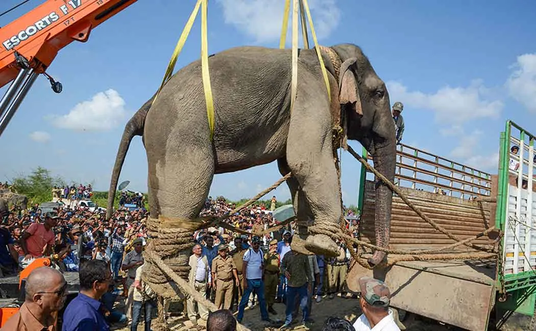 elephant