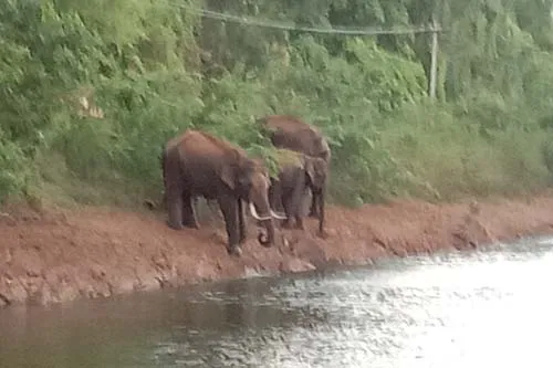 Elephant
