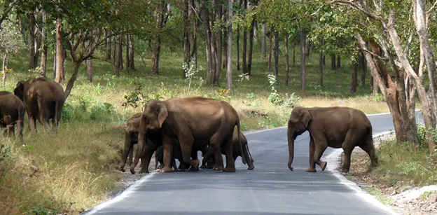 elephants