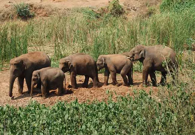 coimbatore forest area elephants 