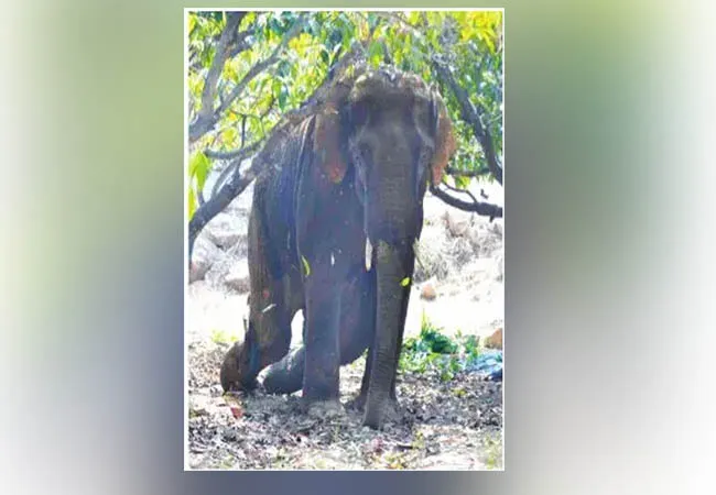 krishnagiri district elephant incident doctors and forest officers 