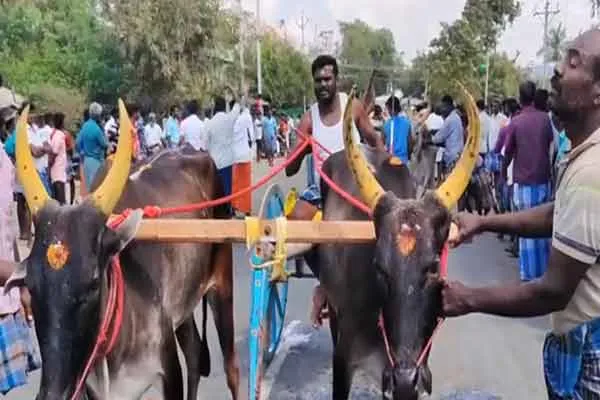 karur kulithalai bullock elkai race competition 