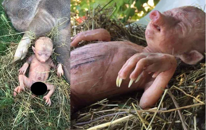 PIG 