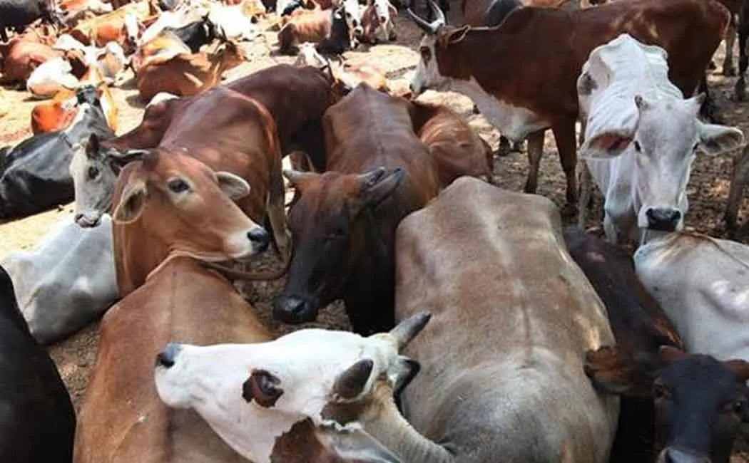 cows 
