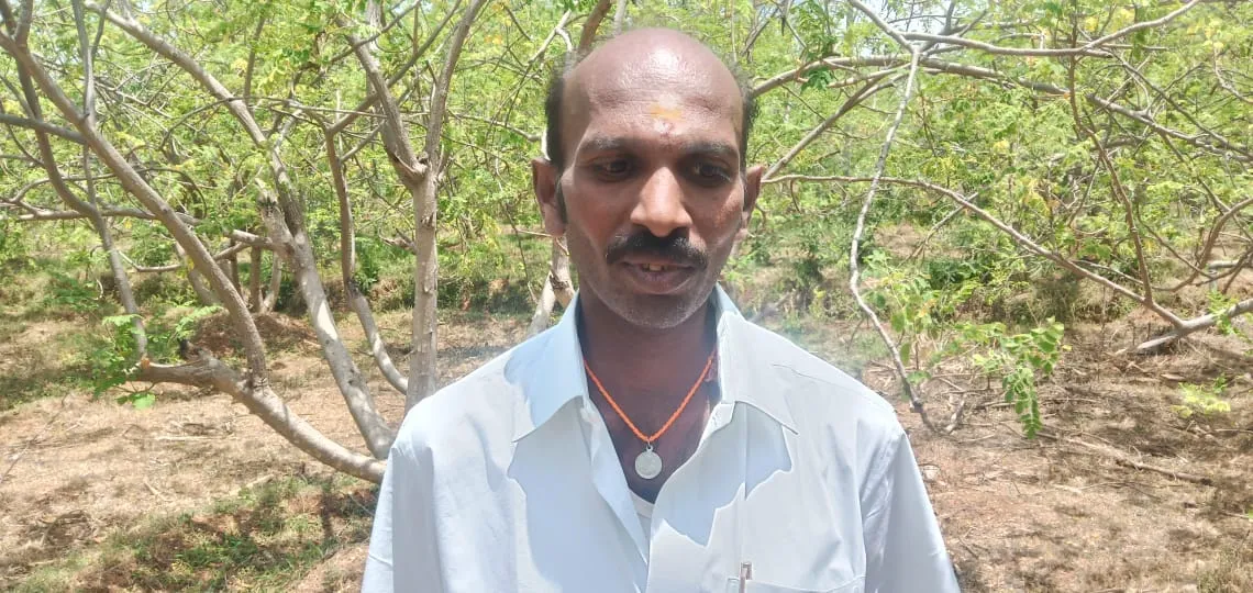 Farmers cut and thrown the trees