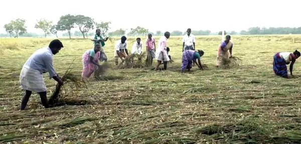 farmers
