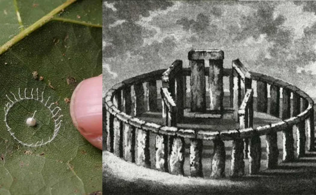 stonehenge shaped spider web found in amazon