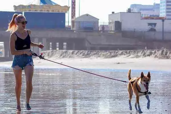 canadian woman walks on street with leash on husdand