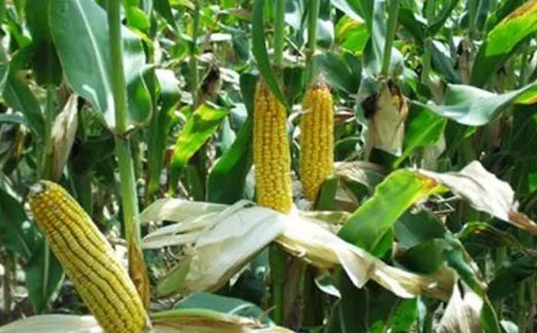 Compensate for corn crops affected by lack of monsoon rains!