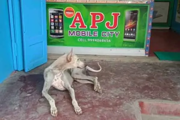 Six years of pet affection ... a dog that sheds tears at the door of a fennix shop ...