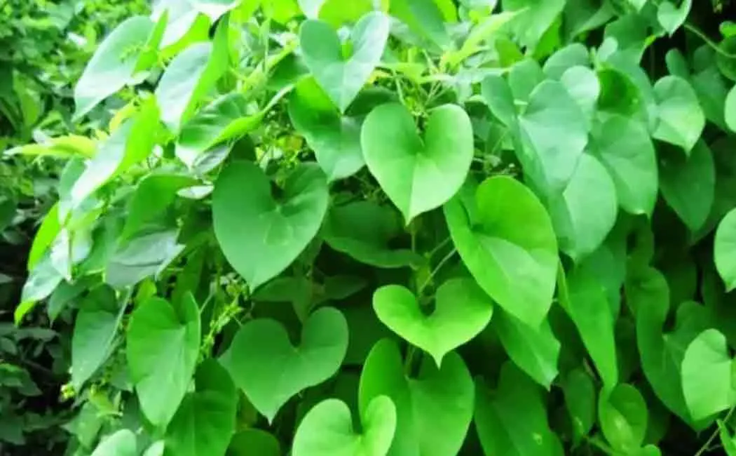 giloy herb benefits and uses