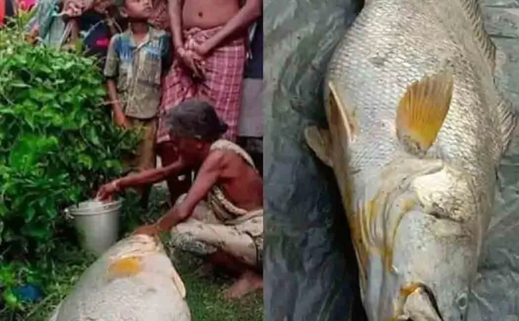 west bengal woman gains in lakhs by a single fish