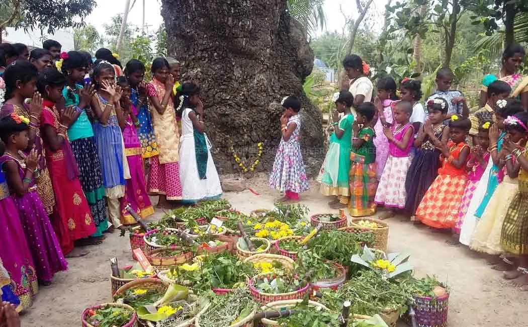 traditional pongal celebration in puthukottai