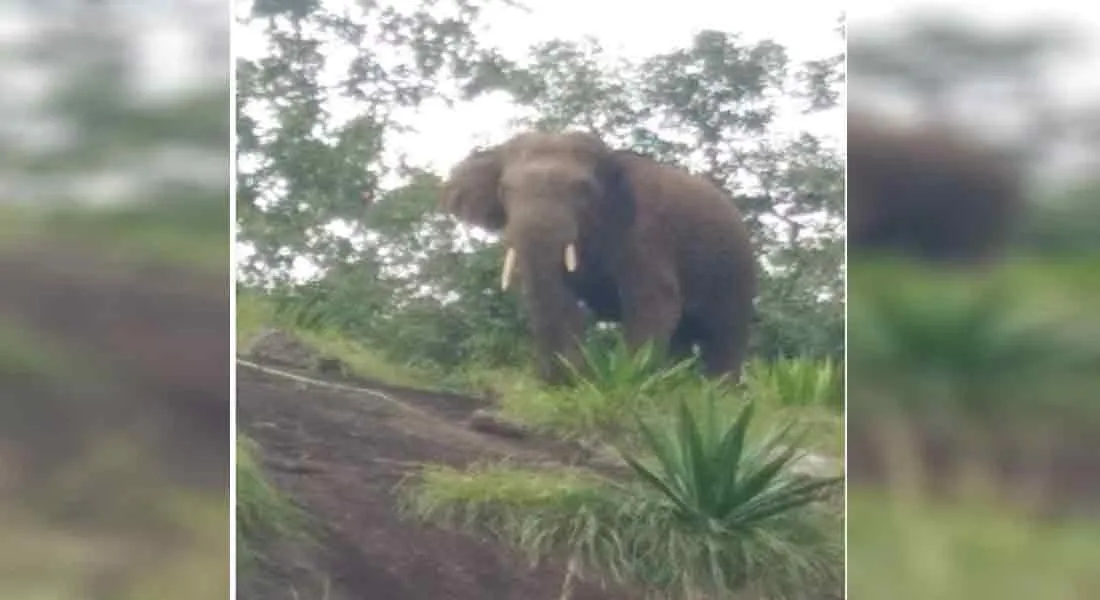Magna wild elephant near Bodi