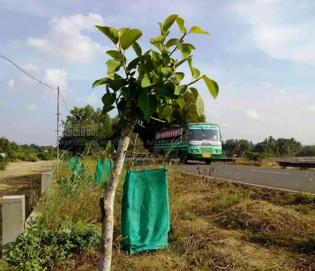  'Help save the life of 2000 struggling trees ...'
