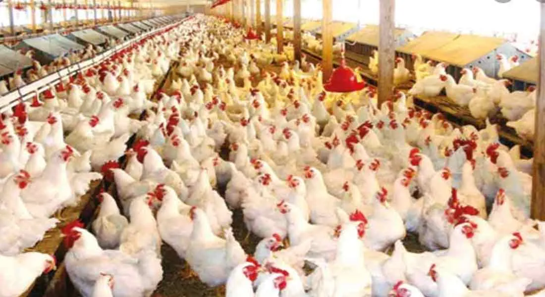  Bird Fever After Corono ... Curry Price Drop Down !!