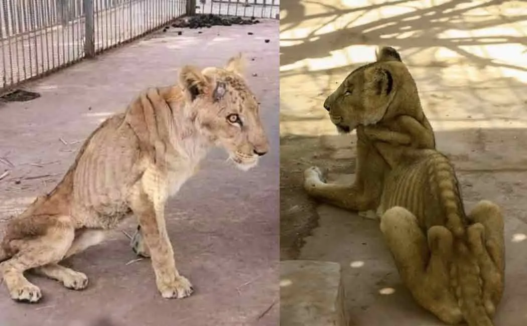 malnutritious lion passed away in sudan