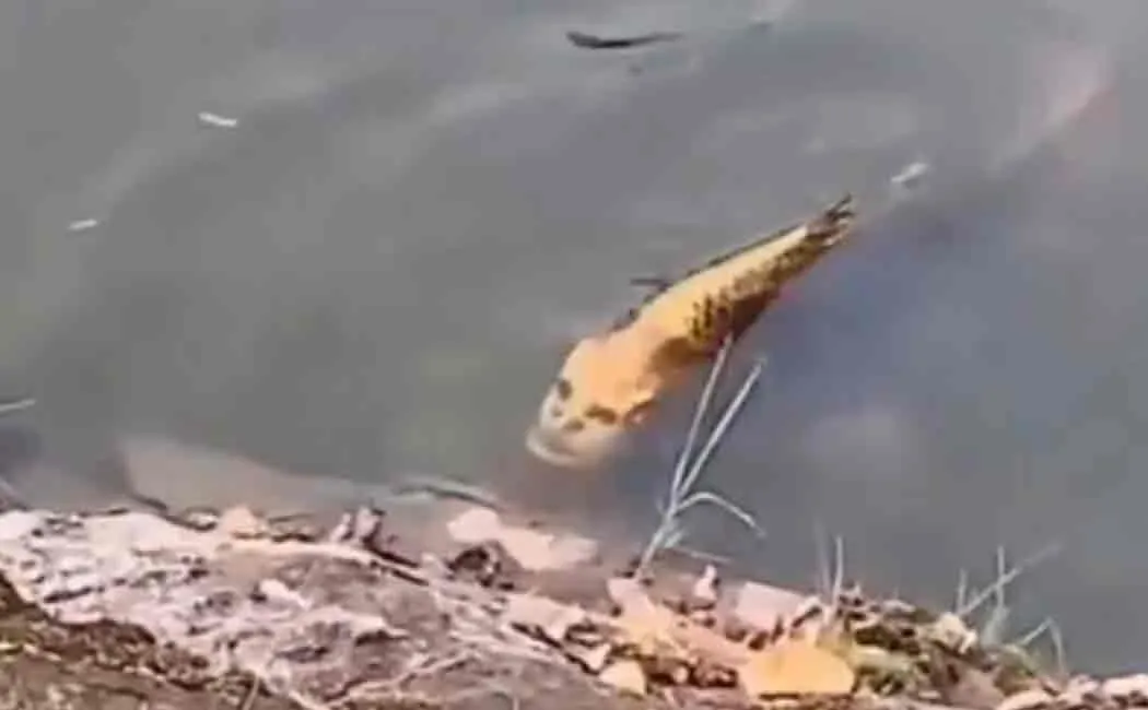 fish with human face found in china