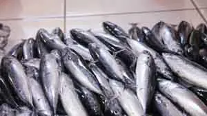 fish