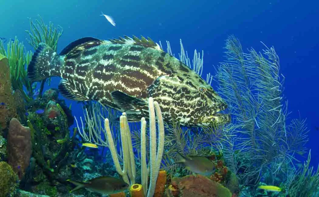 new creatures found in mannar gulf 