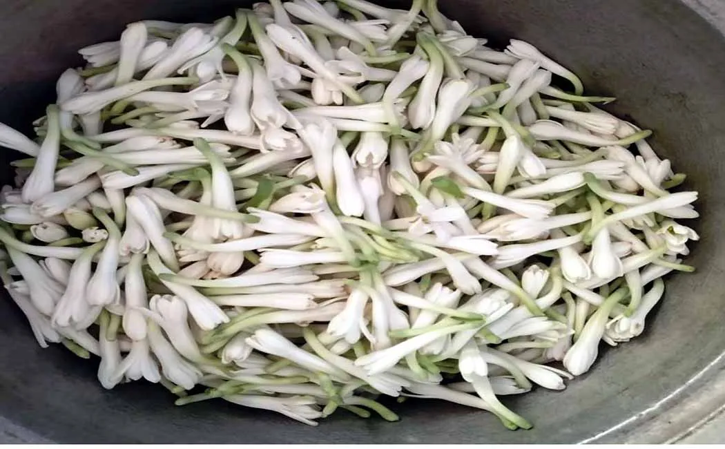  Went into the trash last week in flower   Flowers are on sale today for Rs 200.