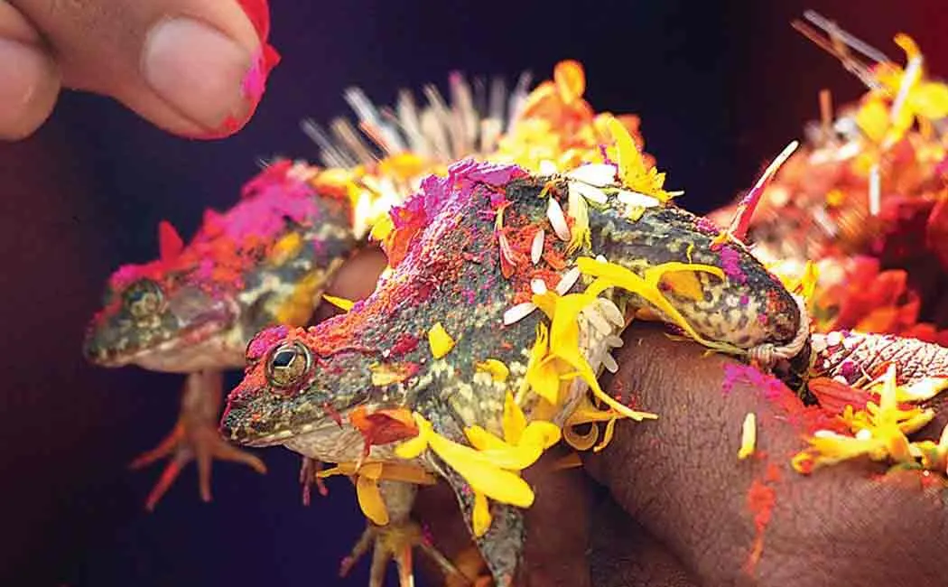 frog couple divorced to stop rains in Madhya Pradesh