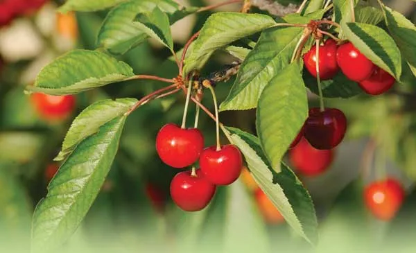 fruit