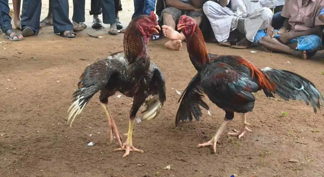cock fight at the birthday party!  -order to Police