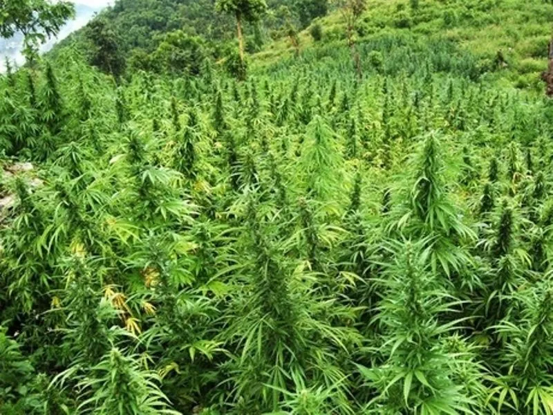 ganja