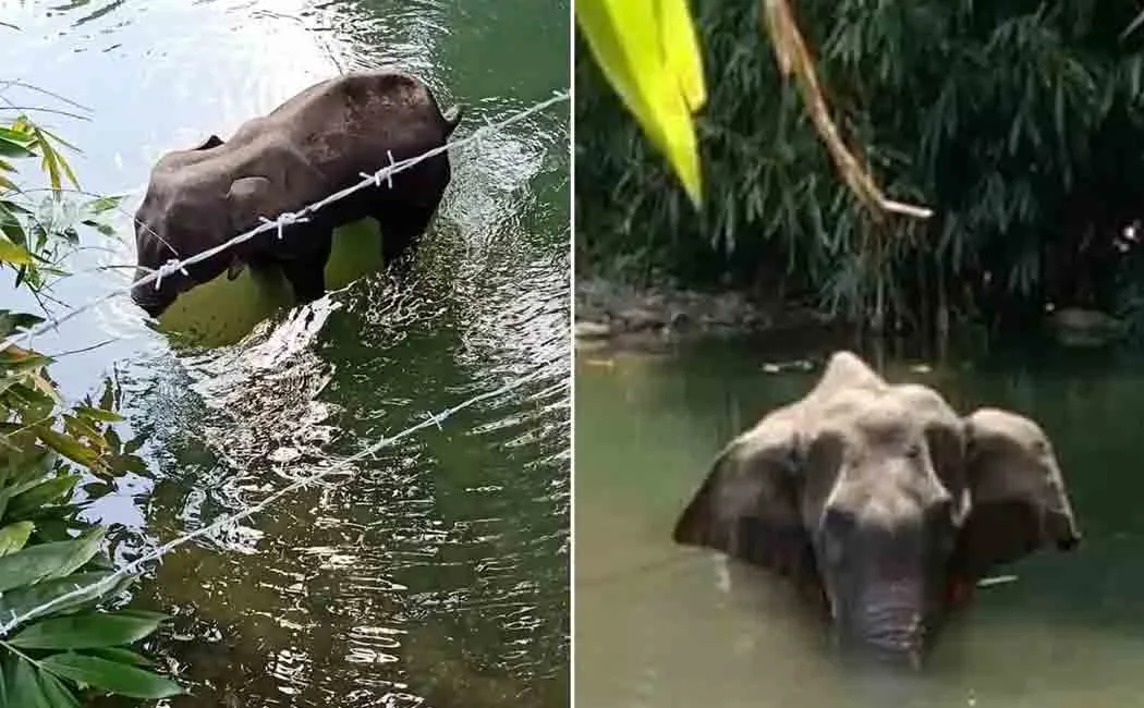 kerala elephant incident