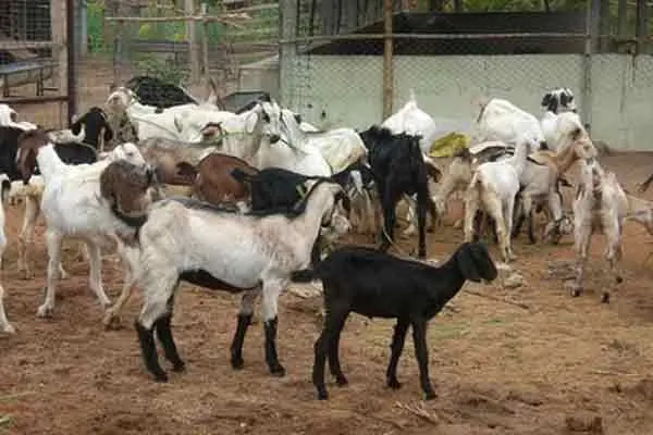 chinnasalem thottampatti village goat unknown animal incident 