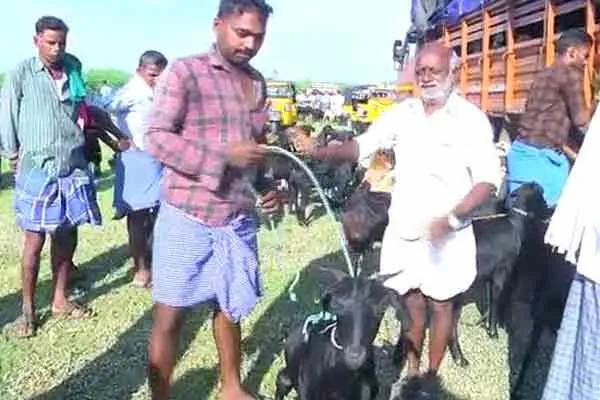 Goats sold for Rs 1 crore in three hours!