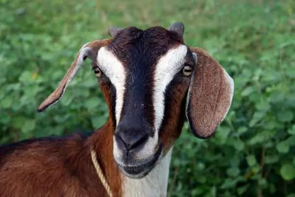 goat